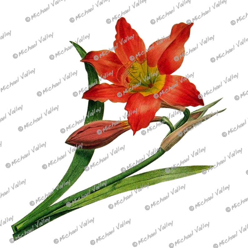 794x794 amaryllis beautifully detailed png download transparent aka etsy