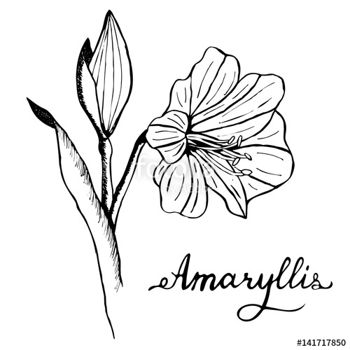 500x500 amaryllis botany illustration stock image and royalty free vector