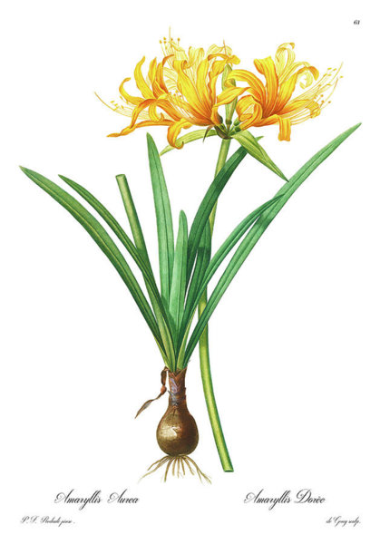 419x600 amaryllis drawings fine art america