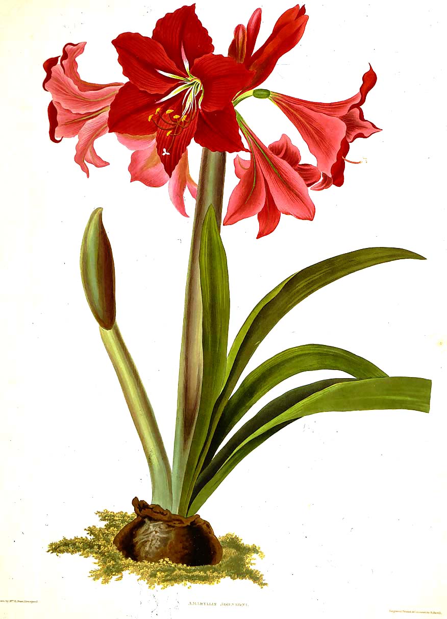 876x1213 amaryllis x johnsonii large bulbs bloomed