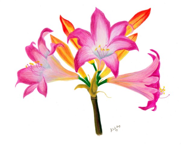 600x481 amaryllis belladonna