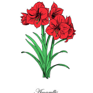 300x300 amaryllis botanical drawing
