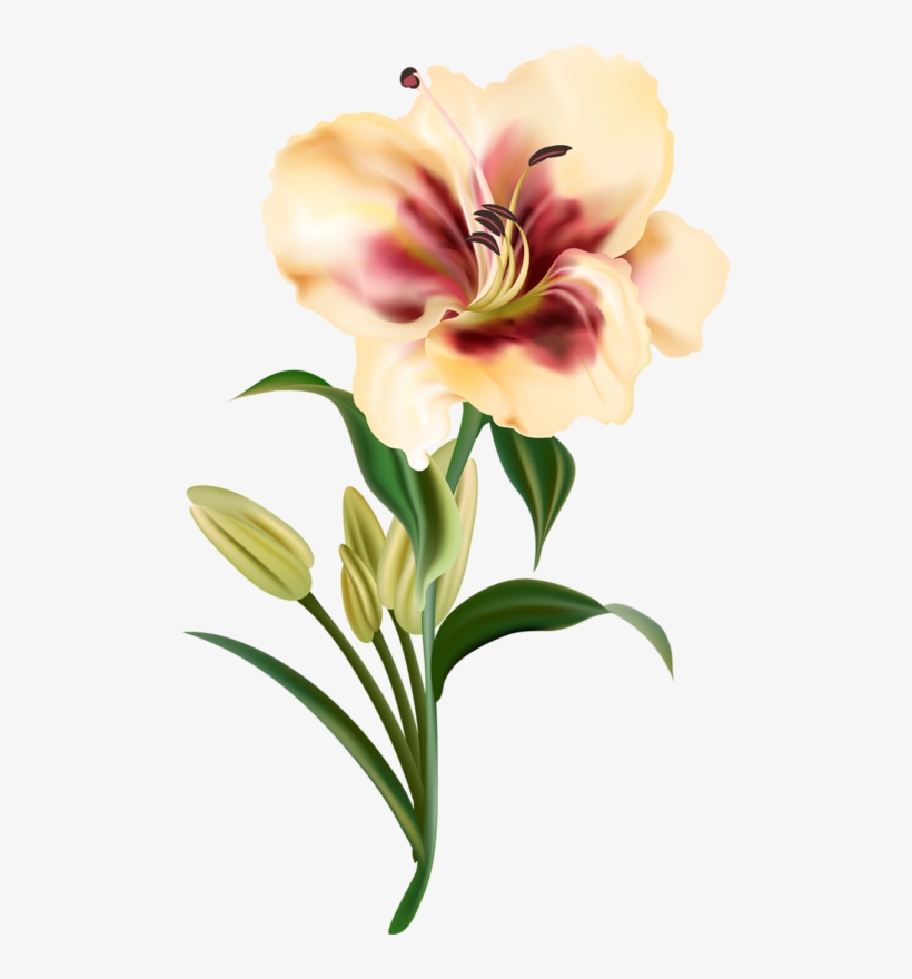 820x880 clipart download amaryllis drawing realistic
