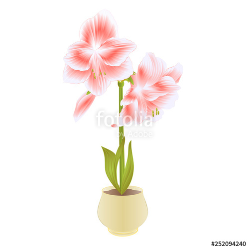 500x500 elegant blooming amaryllis pink flowers and bud in pot on a white