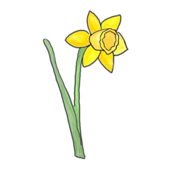 600x600 How To Draw A Daffodil Draw