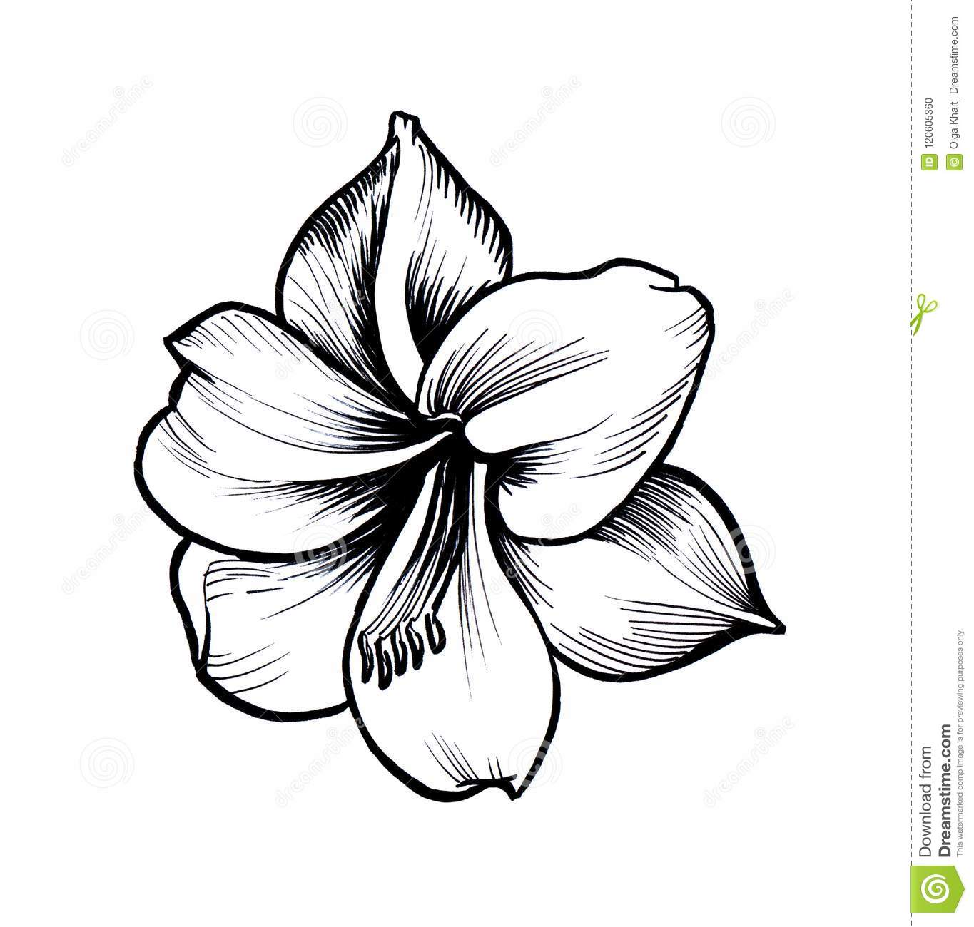 1365x1300 huge collection of 'amaryllis flower drawing' download more than