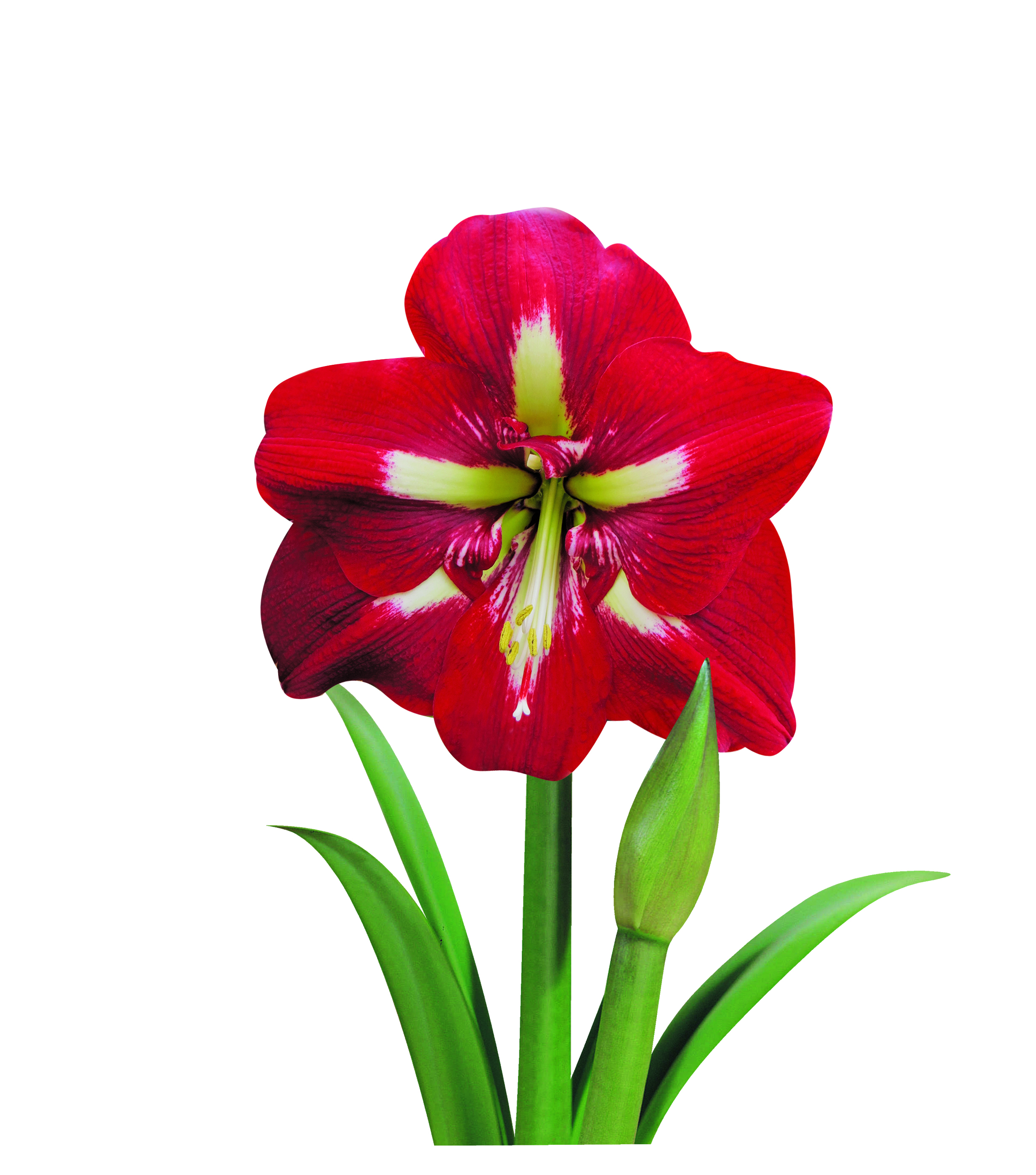 2462x2793 indoor amaryllis barbados taylors bulbs