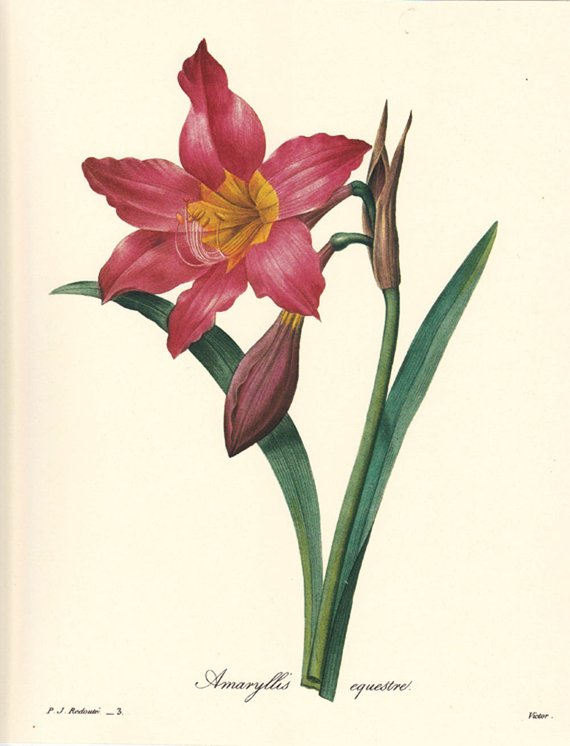 570x746 pierre redoute botanical print, amaryllis equestre, floral