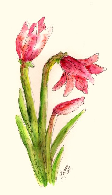 367x640 The World's Best Photos Of Amaryllis And Watercolor