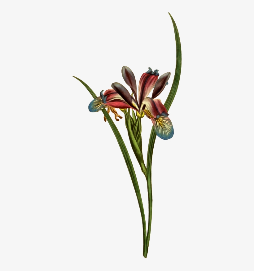 820x873 Vector Royalty Free Amaryllis Drawing Old