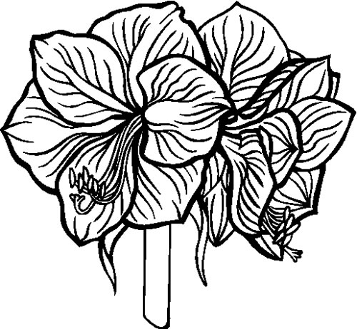 500x462 amaryllis decals and stickers, the home of quality decals