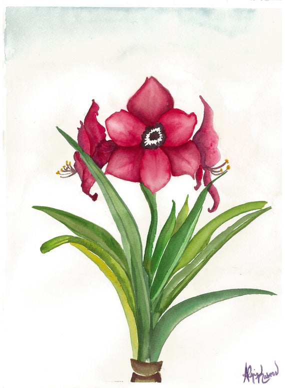 570x775 amaryllis etsy