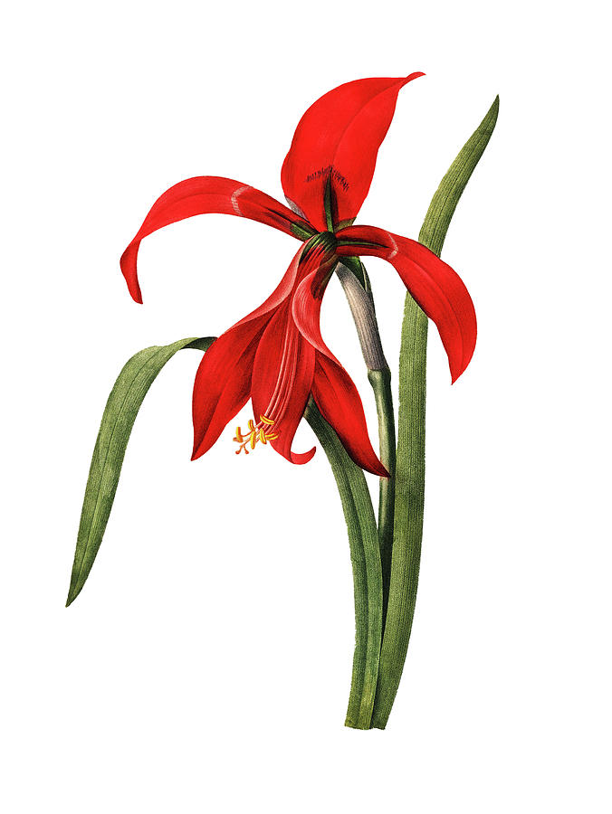 676x900 amaryllis antique flower illustrations drawing