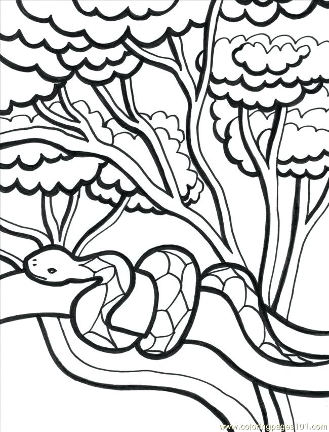 Amazon Rainforest Drawing | Free download on ClipArtMag