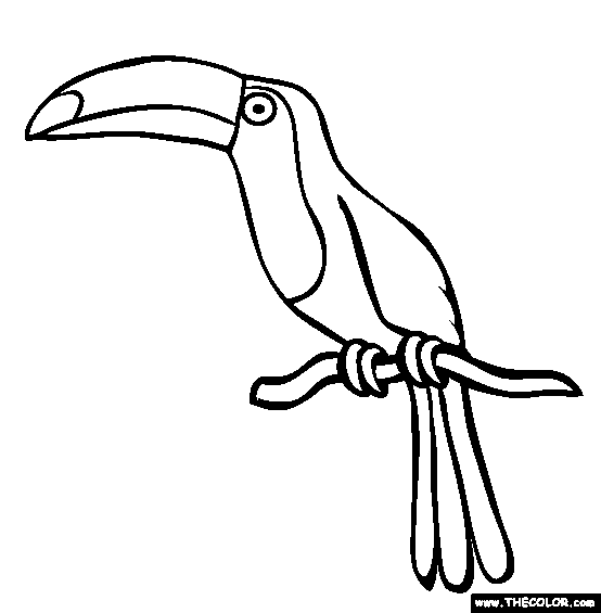 554x565 picture of toucan to color toucan coloring