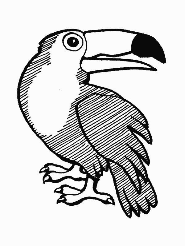 600x800 Amazon Rainforest Animals Coloring Pages