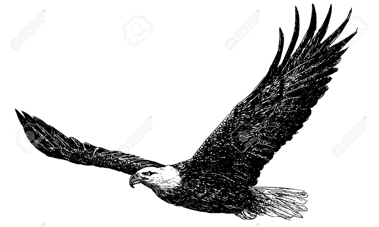 1300x780 Bald Eagle Drawing Pictures Outline American Free Color Big Black