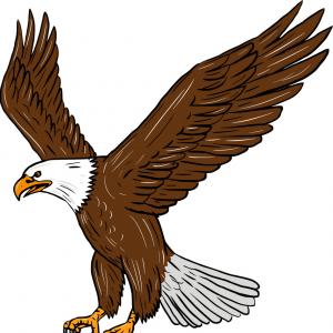 300x300 American Eagle Vector Isolated Animal Sohadacouri