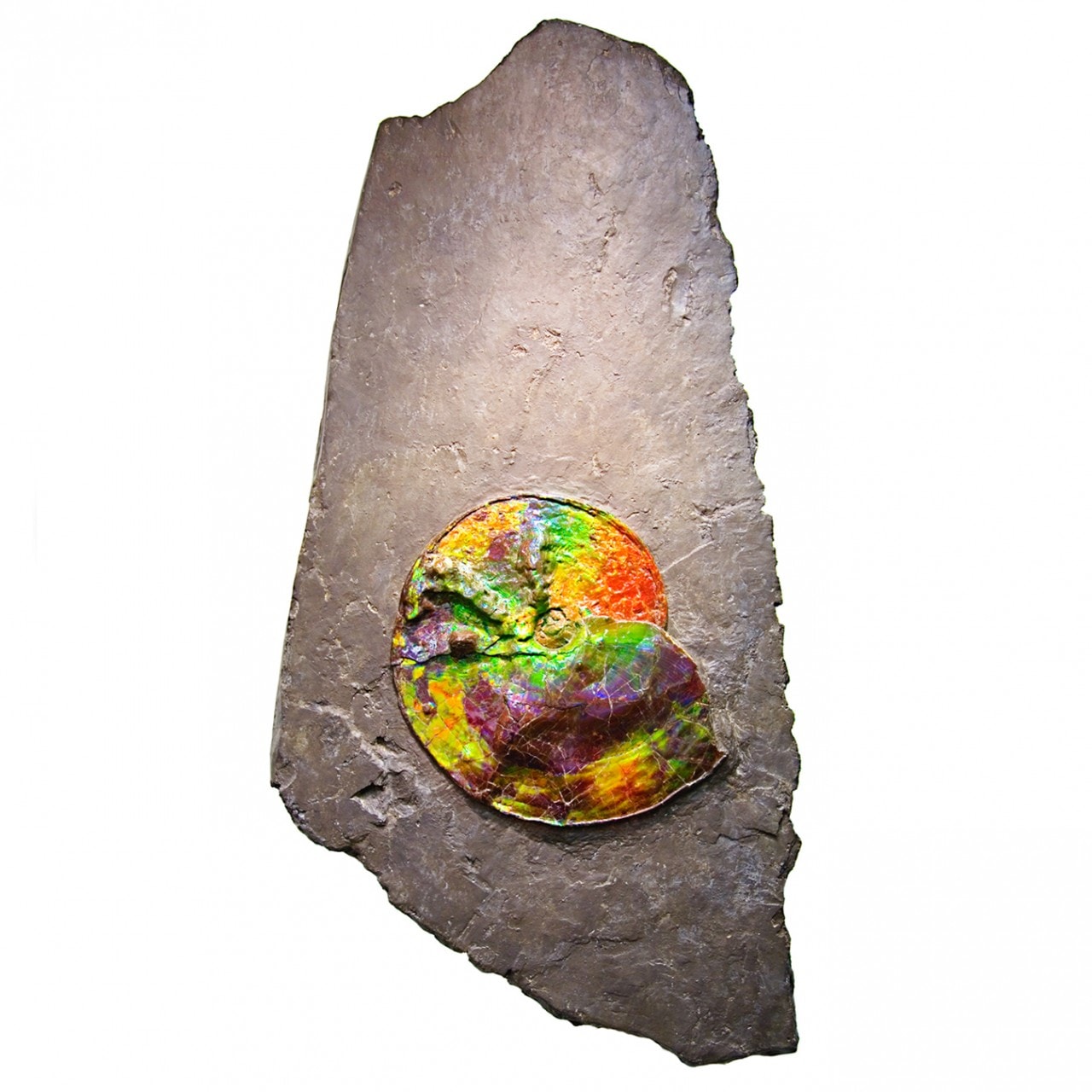 1280x1280 canadian ammonite