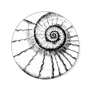 307x307 fossilized ammonites gifts on zazzle