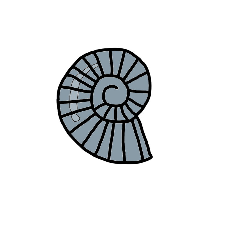 800x800 How Fossils Are Made