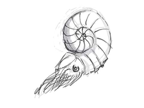 480x360 illustrations ammonite world of concepts