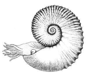 300x266 Mollusks