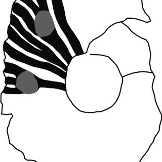 320x320 partial and schematic drawing of the cast of the specimen igm
