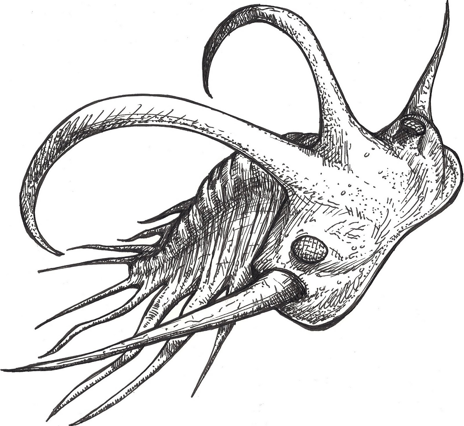 1600x1470 Trilobite Drawing Free Download