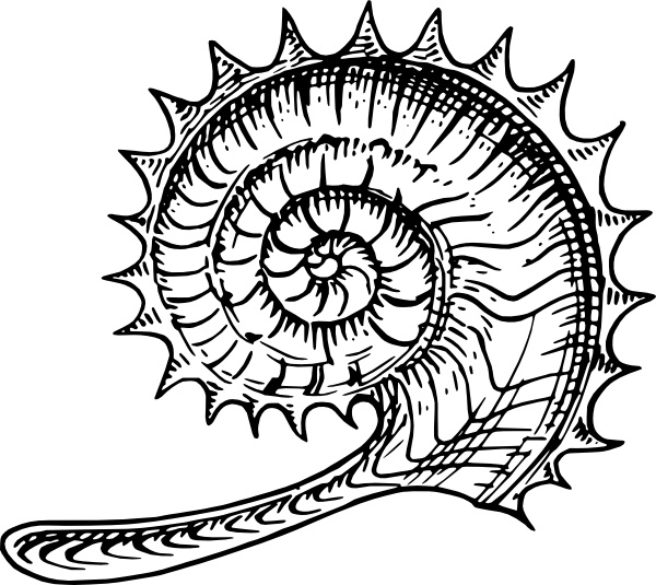 600x535 ammonite clip art free vector in open office drawing
