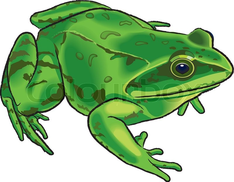 800x624 The Isolated Vector Drawing Of A Frog Stock Vector Colourbox