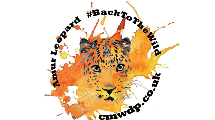 848x477 Amur Leopards Back To The Wild