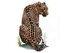 211x171 Amur Leopard