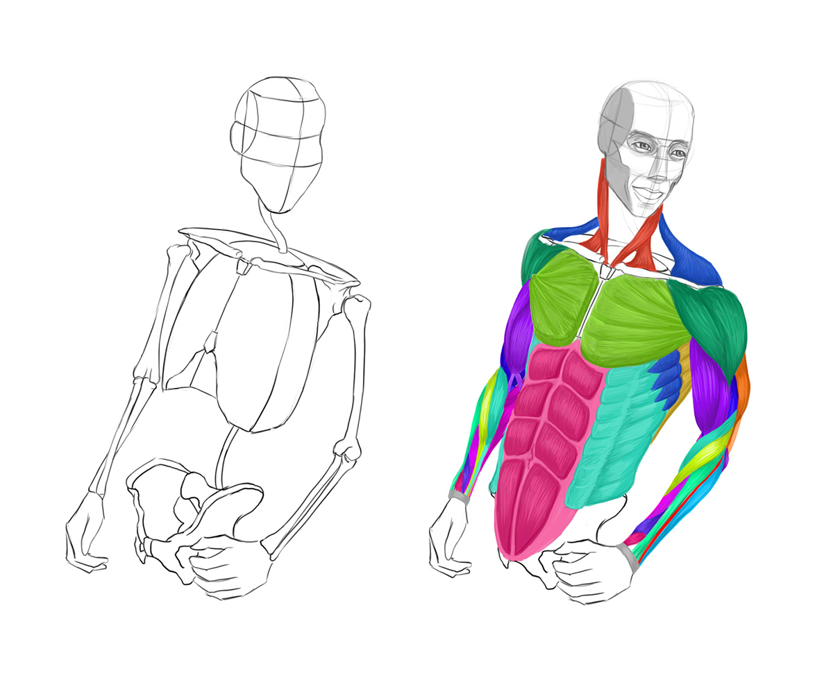 1200x1000 Analytical Figure Drawing Week Arms On Behance