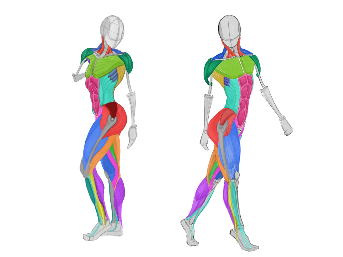 1200x900 Analytical Figure Drawing Week Deltoids On Behance