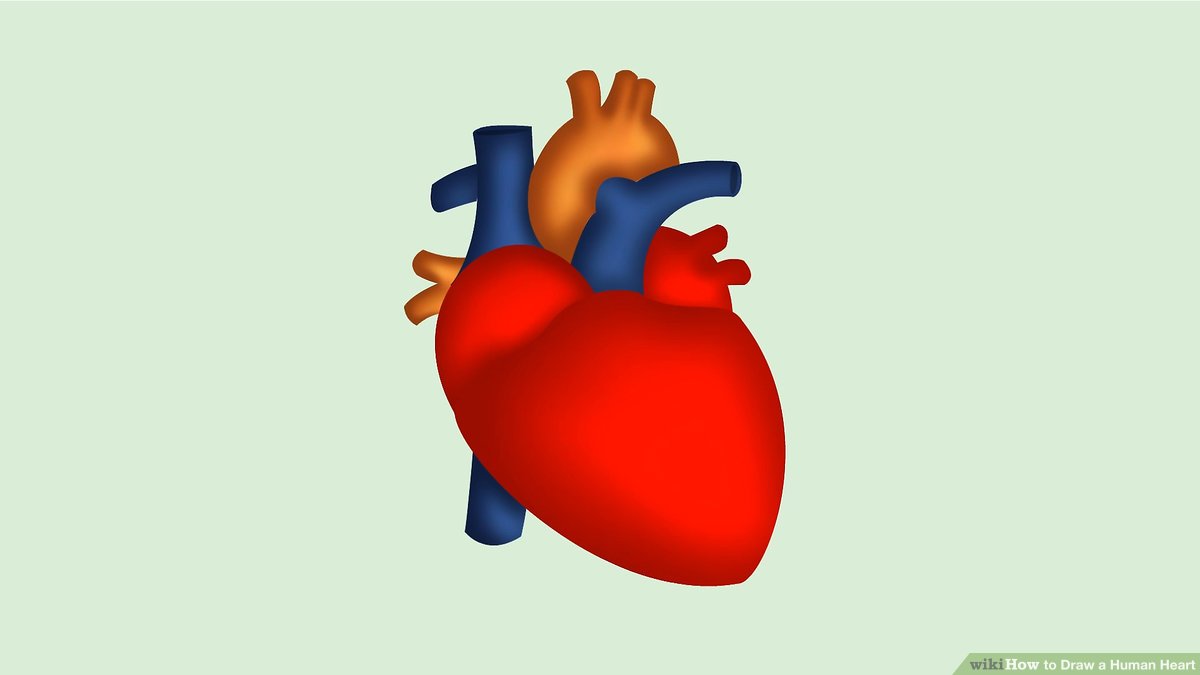 1200x675 How To Draw A Human Heart Steps