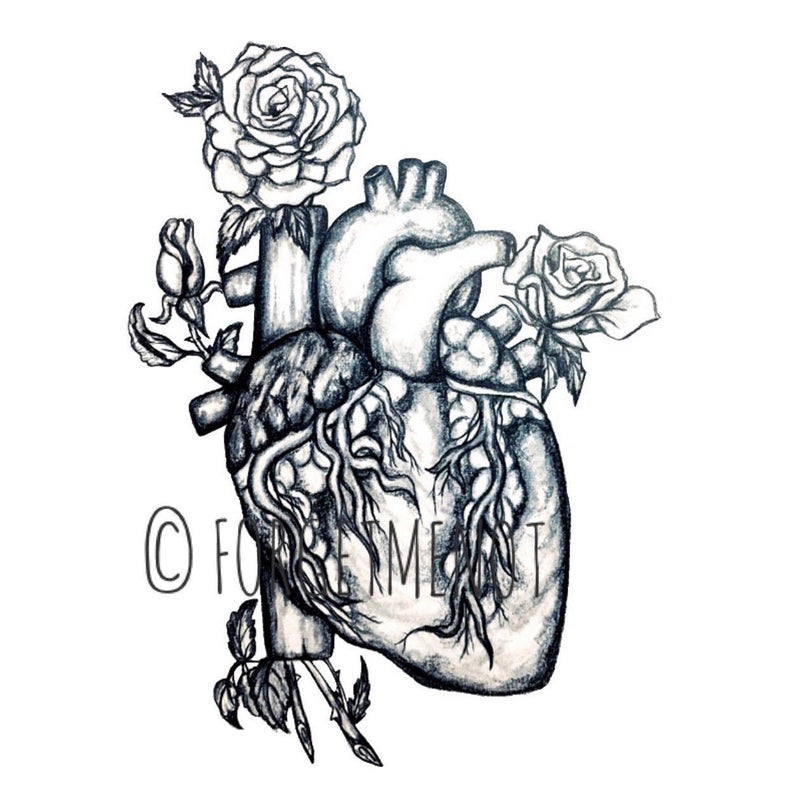794x794 anatomical heart drawing print rose decor anatomical art etsy