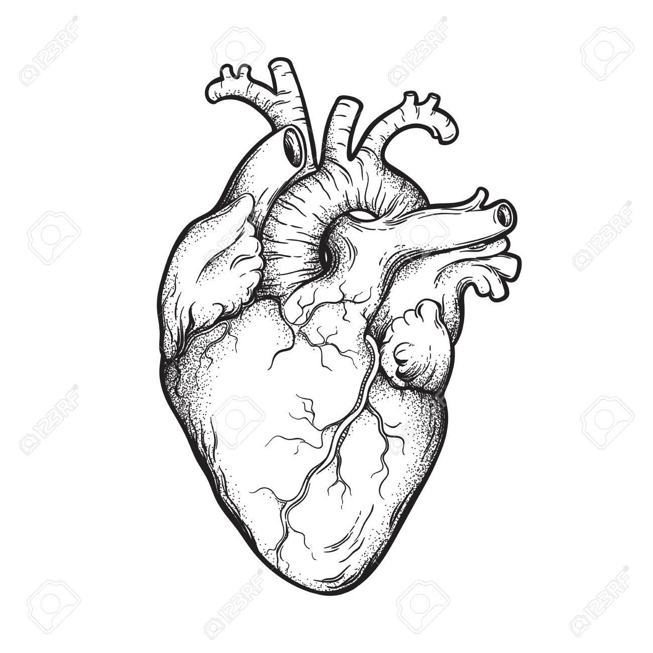 1300x1300 anatomically correct heart clipart