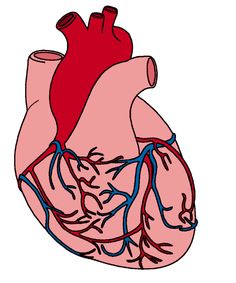 236x283 Collection Of Free Cardiacle Clipart Anatomical Heart Download