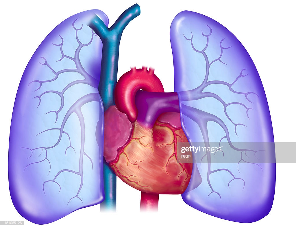1024x794 Huge Collection Of 'heart And Lungs Drawing' Download More Than