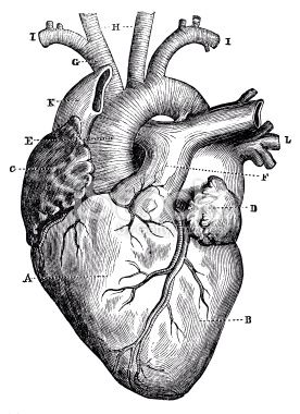 276x380 Scientific Illustrations Medicalotany Heart Anatomy, Human
