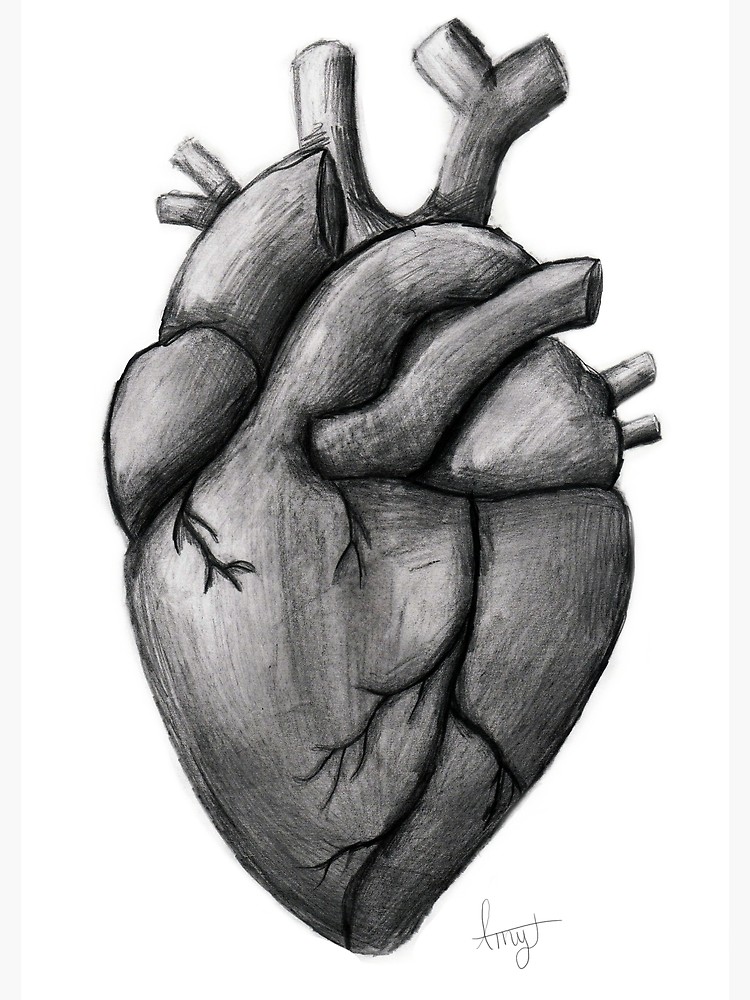 750x1000 Pencil Anatomical Heart Drawing Photographic Print