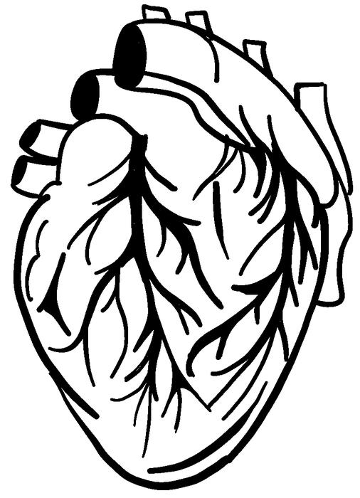 506x700 anatomical heart vinyl decal hbarsci