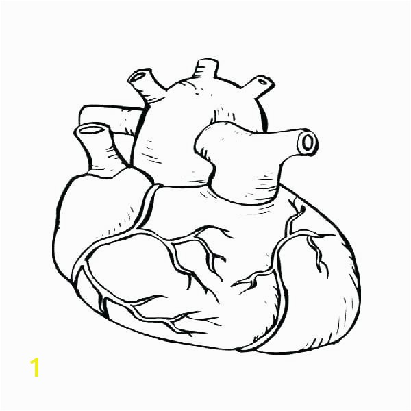 600x600 Anatomical Heart Coloring Pages Heart Anatomy Coloring Pages Heart