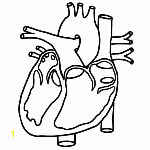 600x600 Anatomical Heart Coloring Pages Human Heart Coloring Pages