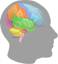 240x265 Brain Anatomy, Anatomy Of The Human Brain