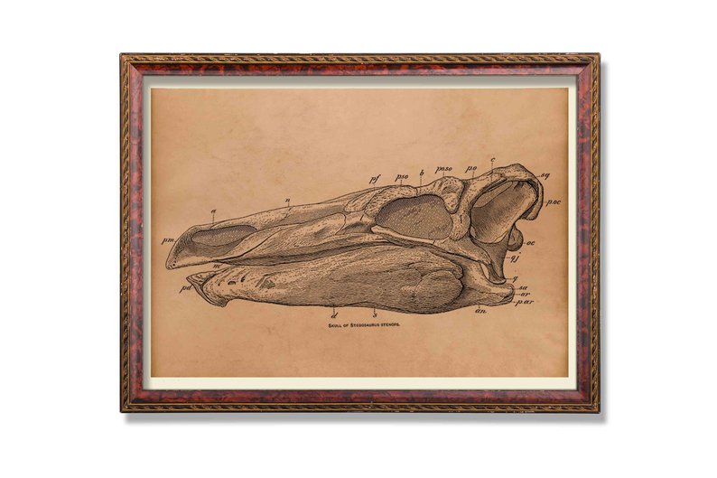 794x529 Dinosaur Print Skull Poster Vintage Anatomy Decoration Etsy