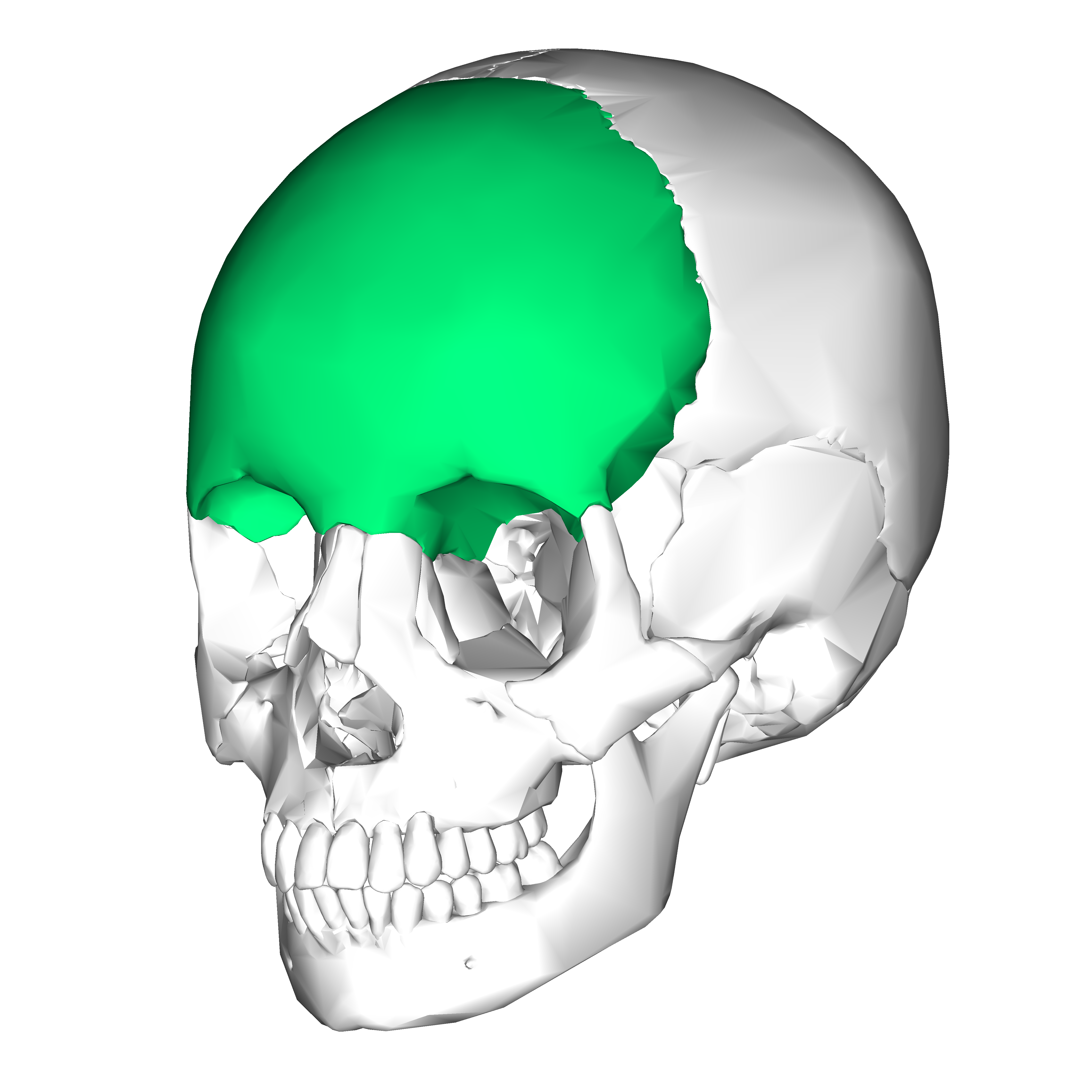 4500x4500 Frontal Bone