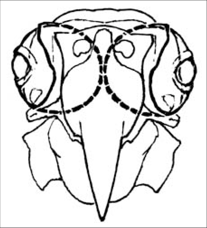 687x758 Ophthalmic Anatomical Conditions In A Skull Of A Cockatoo