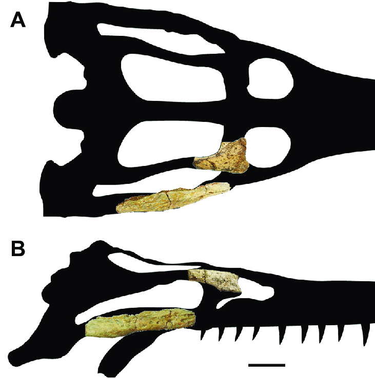 731x738 Schematic Drawing Of The Guarinisuchus Munizi Skull Showing
